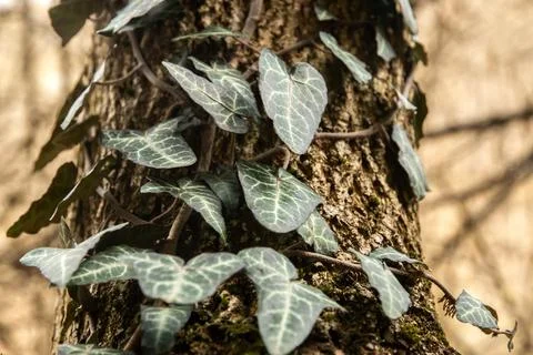 Ivy leaves on tree Stock Photos