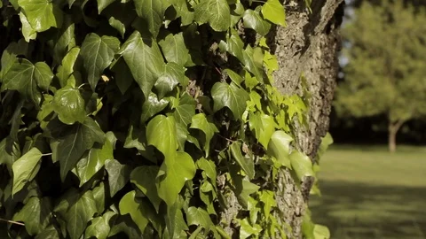Ivy leaves on a tree trunk blowing in the wind. Stock Footage 88341894
