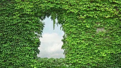 Ivy Leaves Wall with Window. 4K Video Clip Video stock 103202644