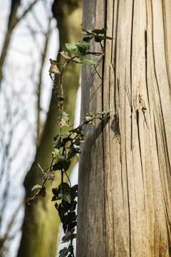 Ivy on log Stock Photos