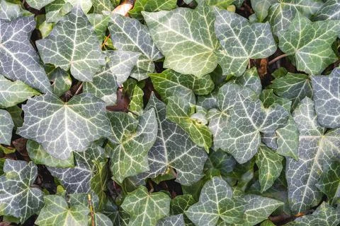 Ivy in the meadow Stock Photos