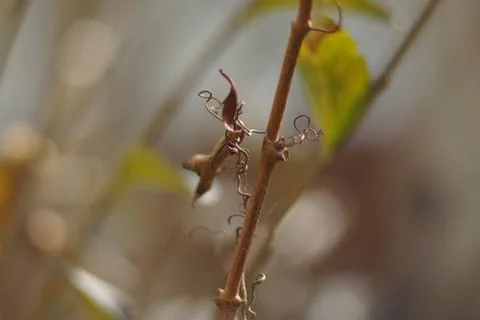 Ivy nymph Stock Photos
