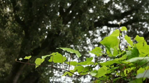 Ivy with an oak tree background Stock Footage 767879