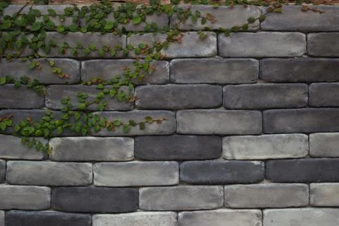 Ivy on the old brick wall background Stock Photos