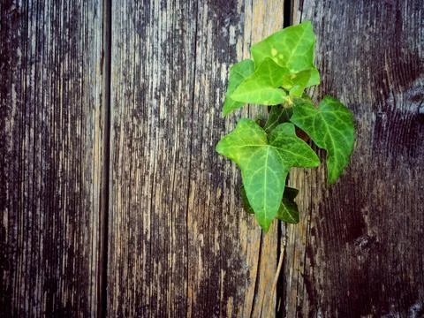 Ivy on an old plank Stock Photos