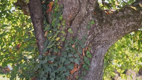Ivy on an old tree Stock Footage 116011653