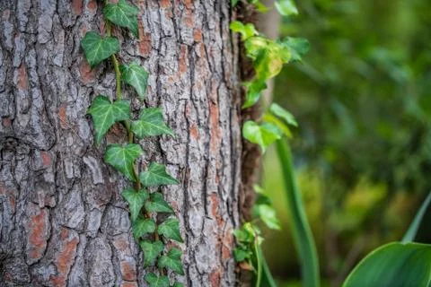 Ivy over tree trunk with blurred background 스톡 사진