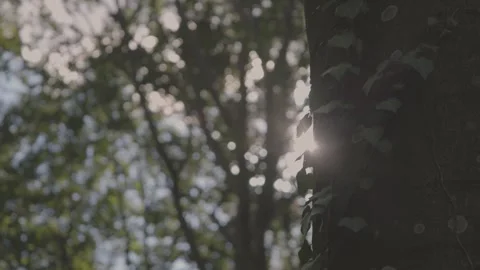 Ivy parasitizes on the tree trunk Video stock 315413969