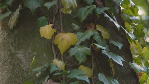 Ivy parasitizes on the tree trunk 스톡 동영상 315414076
