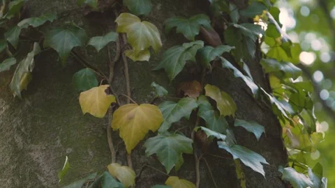 Ivy parasitizes on the tree trunk 스톡 동영상 315414114