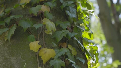 Ivy parasitizes on the tree trunk 스톡 동영상 315414115