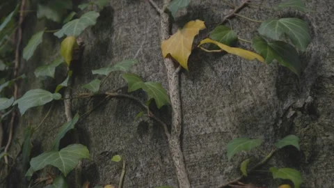 Ivy parasitizes on the tree trunk 스톡 동영상 315414123