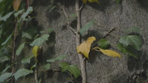 Ivy parasitizes on the tree trunk 스톡 동영상 315414128