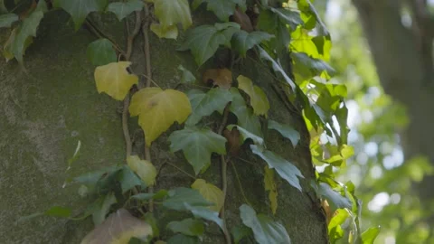 Ivy parasitizes on the tree trunk 스톡 동영상 315414136