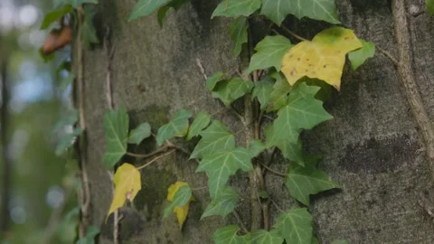 Ivy parasitizes on the tree trunk 스톡 동영상 315414147