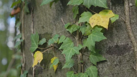 Ivy parasitizes on the tree trunk 스톡 동영상 315414148