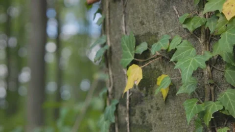 Ivy parasitizes on the tree trunk 스톡 동영상 315414153