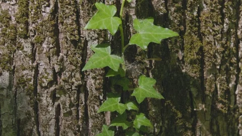 Ivy parasitizes on the tree trunk Vídeos de archivo 334042245