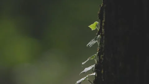 Ivy parasitizes on the tree trunk Vidéo 334657501