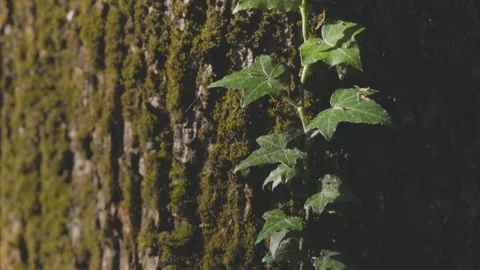 Ivy parasitizes on the tree trunk Vidéo 334657546