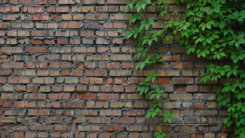 Ivy partially covers the brick wall. Red brick building wall. Space for text Stockbeeldmateriaal 157632090