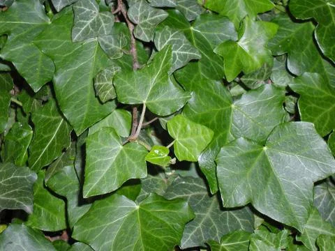 Ivy Stock Photos