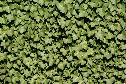 Ivy Stock Photos