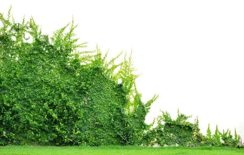 Ivy Stock Photos