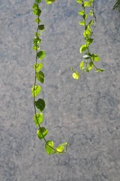 Ivy Stock Photos