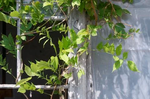 Ivy Stock Photos