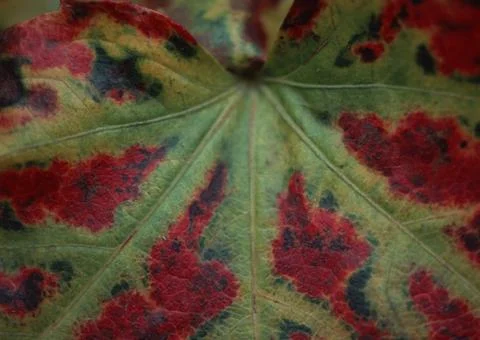 Ivy Stock Photos