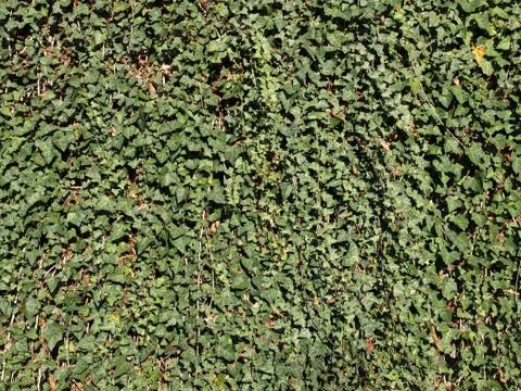 Ivy Stock Photos