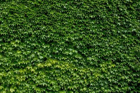 Ivy Stock Photos