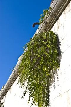 Ivy Stock Photos