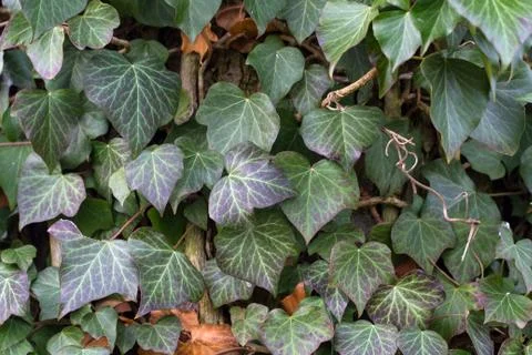 Ivy Stock Photos