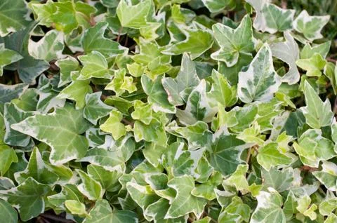 Ivy Stock Photos