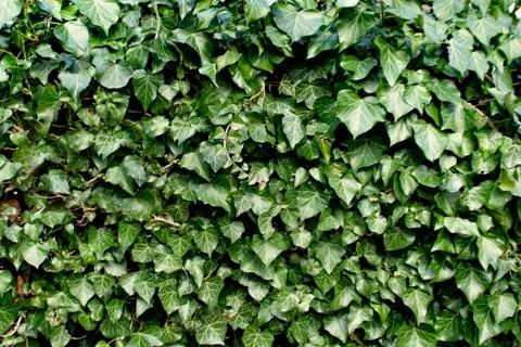 Ivy Foto stock