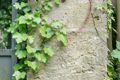 Ivy Stock Photos