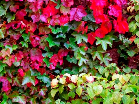 Ivy Stock Photos
