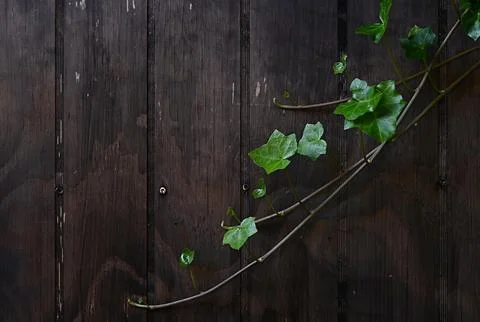 Ivy Foto stock