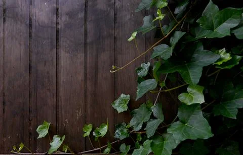 Ivy Foto stock