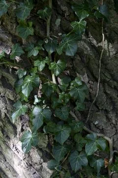 Ivy 库存照片