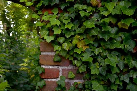 Ivy Foto stock