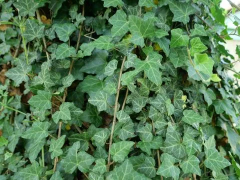 Ivy plant background Stock Photos