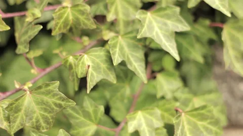 Ivy Plant 库存影片 32359812