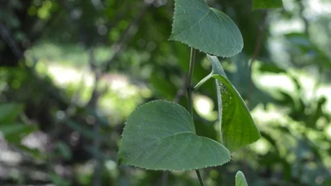 Ivy plant leaf Stock Footage 99117181
