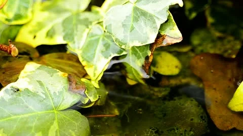 Ivy plant in the rain Stock Footage 10920013