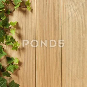 An ivy plant on a table of hardwood Stock Photos
