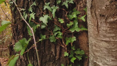 A ivy plant on the wild cherry tree in a forest Stock Footage 227737998