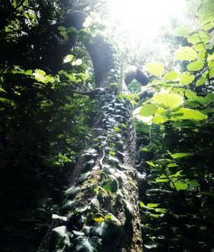 Ivy plants on beech tree trunk and colorful leafs in backlight Stock Photos